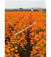 Marigold Orange Iris F1 IHS-786 1000 Seeds